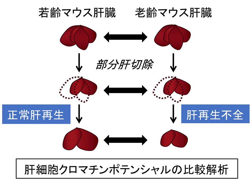 個体老化に伴う肝細胞クロマチンポテンシャル低下機構の解明と制御