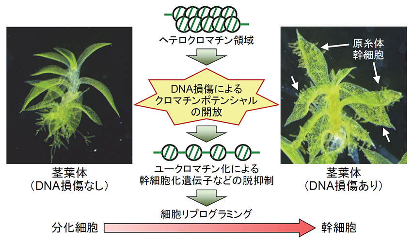 DNA損傷による幹細胞化を制御するクロマチンポテンシャルの解明