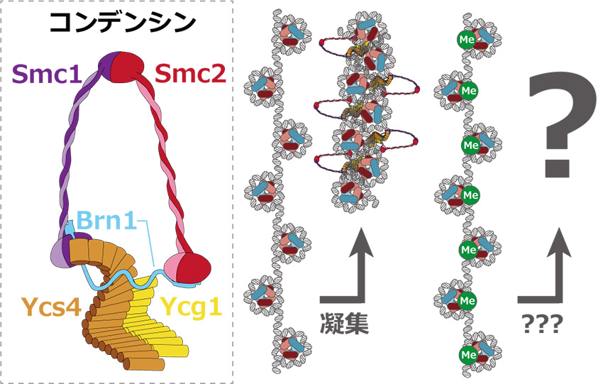 DNAカーテン測定によるヒストン化学修飾がクロマチン凝集に与える影響の解明