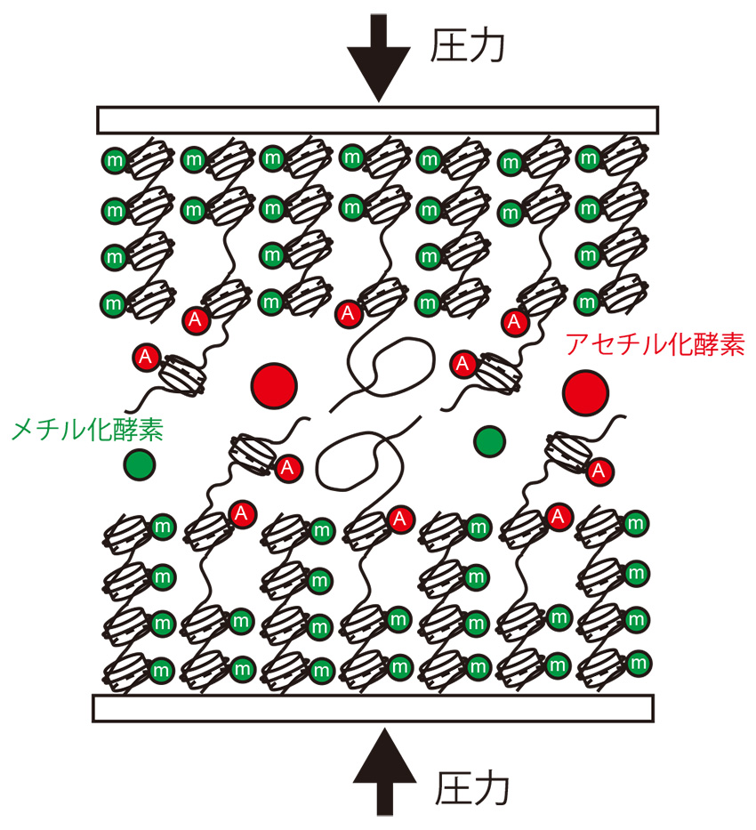 ヒストン修飾のダイナミクスが誘起するクロマチンブラシの相分離と転写ダイナミクス