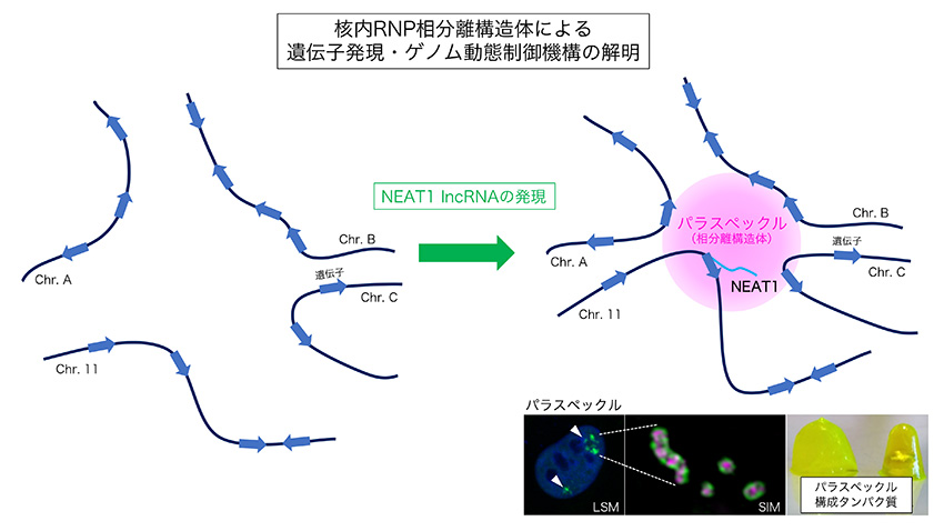 核内RNP相分離構造体によるゲノム制御