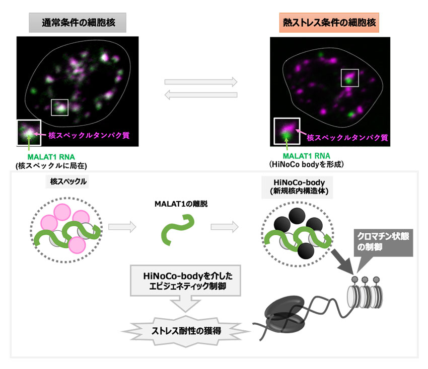 核内RNAボディによるクロマチン制御と熱ストレス応答