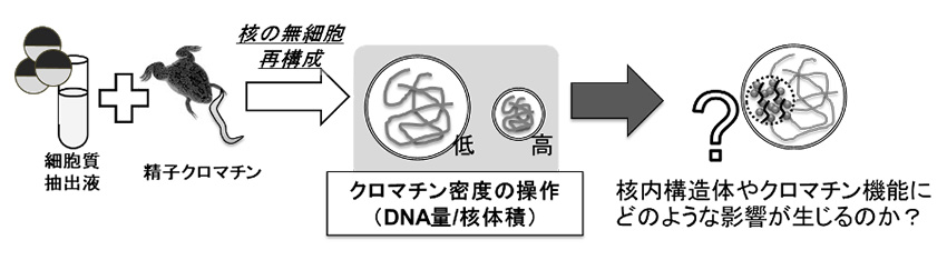 核内クロマチン密度と核内構造体の相互連関の検証