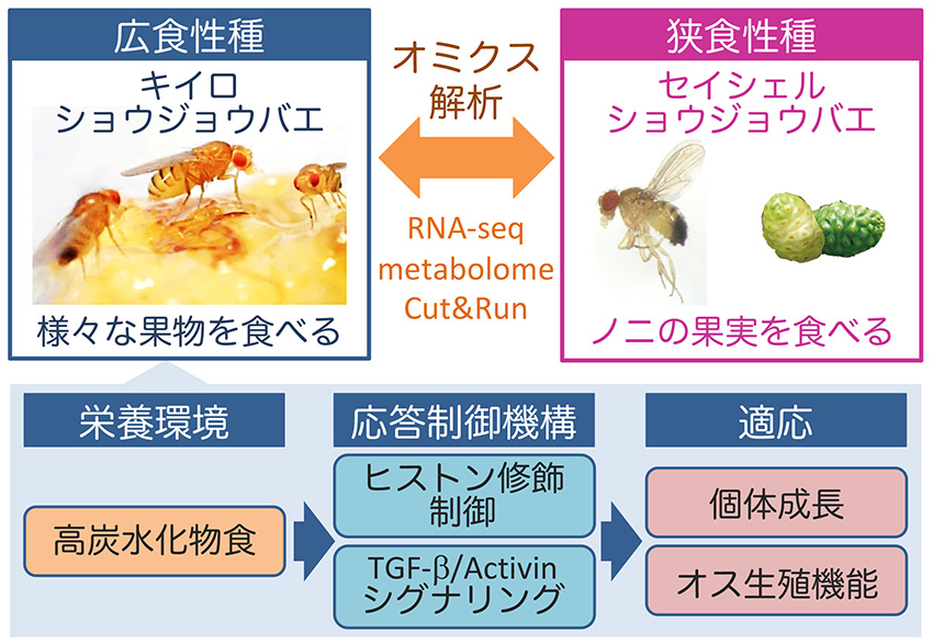 栄養環境に応じた個体成長および生殖機能を支えるクロマチン制御機構の解明