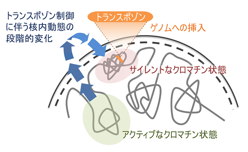 トランスポゾンが形作るヘテロクロマチン領域とゲノム構造