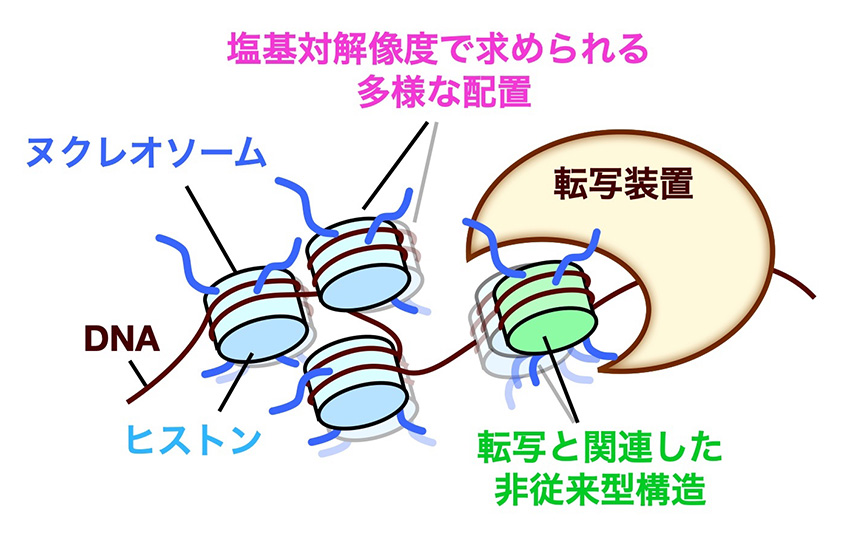 転写と関連した非従来型ヌクレオソームの細胞内高解像度マッピング