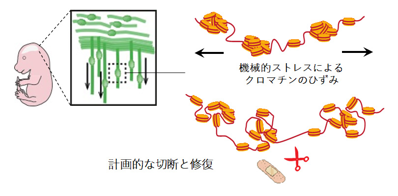 発生脳における計画的DNA切断によるクロマチン保護機構