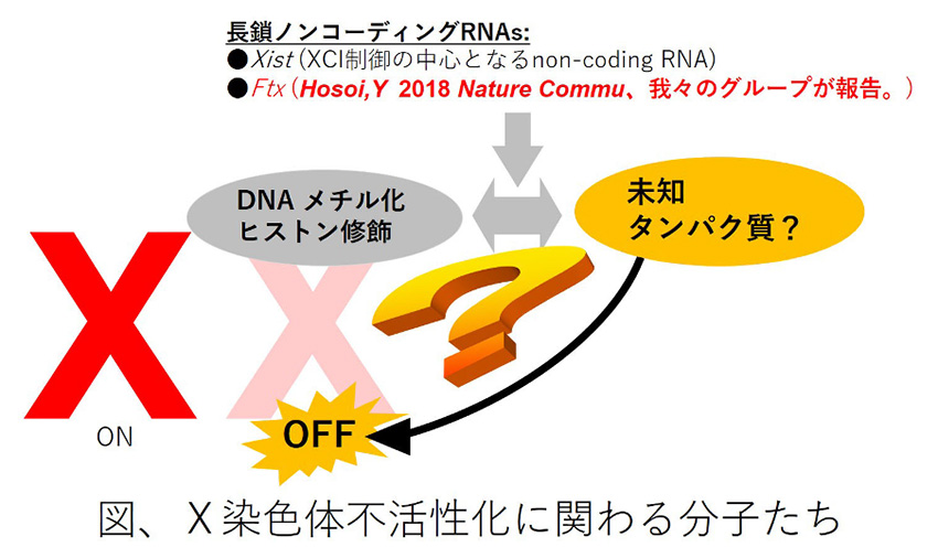 Ｘ染色体不活性化をモデルとしたヘテロクロマチン化維持機構の解明