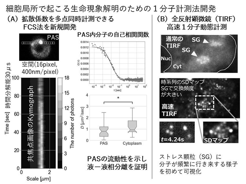 3次元STED-FCSで明かすクロマチン潜在能を支える核内微小構造の分子動態