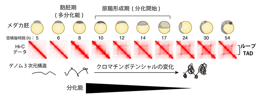 原腸形成期におけるTAD形成によるクロマチンポテンシャル変化