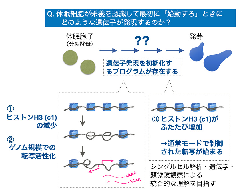 細胞の目覚めを引き起こす遺伝子制御の基盤となるクロマチンの時間的変化