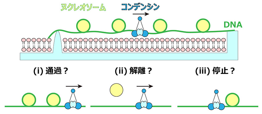 クロマチンカーテン法によるクロマチン凝集の１分子蛍光顕微鏡観察