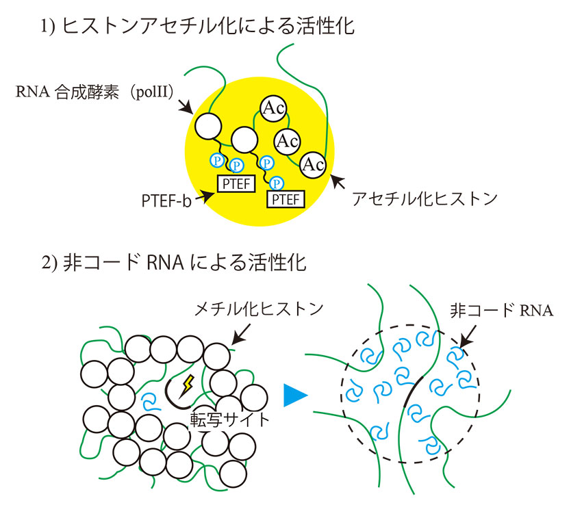 ヒストンアセチル化・非コードRNAによる転写活性化の物理