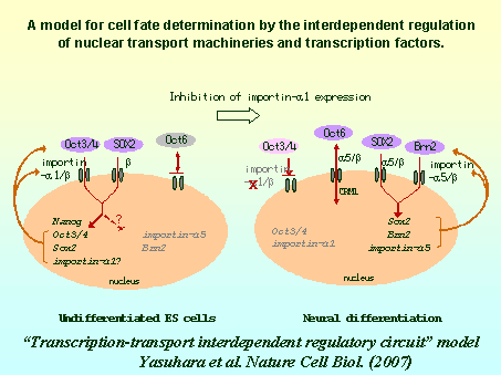 A model for cell fate determination by the interdependent regulation of nuclear transport machineries and transcription factors.