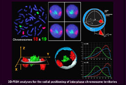 3D-FISH analyses for the radial positioning of interphase chromosome territories