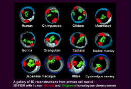 A gallery of 3D-reconstructions from primate cell nuclei : 3D-FISH with human 18 (red) and 19 (green) homologous chromosomes