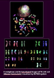 A metaphase and its karyotyped images of TK-246 cell (Macaca fascicularis) visualized by M-FISH system