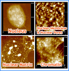 Nucleus, Nuclear Membrane & Nuclear Pores, Nuclear Matrix, Chromatin