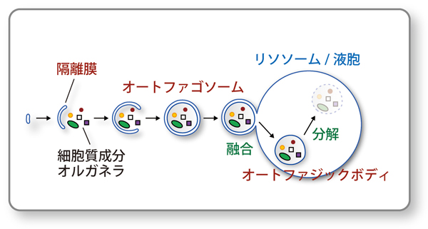 図１