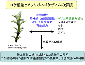 ヒメツリガネゴケ