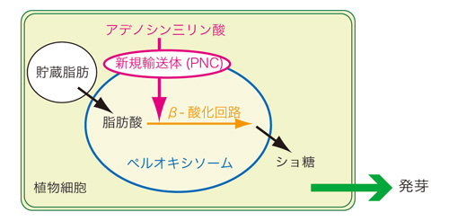 ERボディ欠損変異体