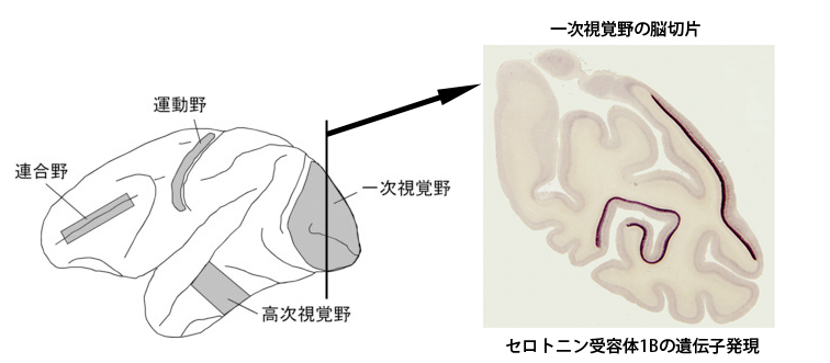 脳における遺伝子発現