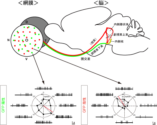 対をつくる発現細胞と非発現細胞