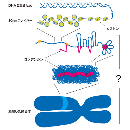 2本鎖DNAが折りたたまれて凝縮した染色体を構築するモデル