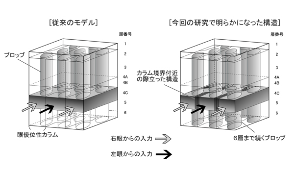 サル一次視覚野のモデル図