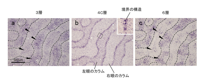 サル一次視覚野の水平断面における、遮断後急性期の最初期遺伝子の活動パターン