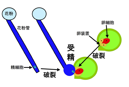 植物の受精