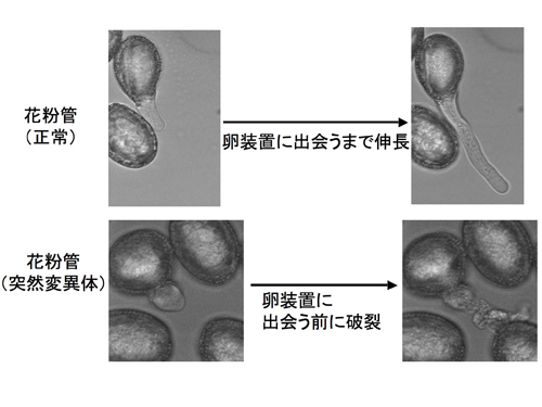 突然変異体の表現型