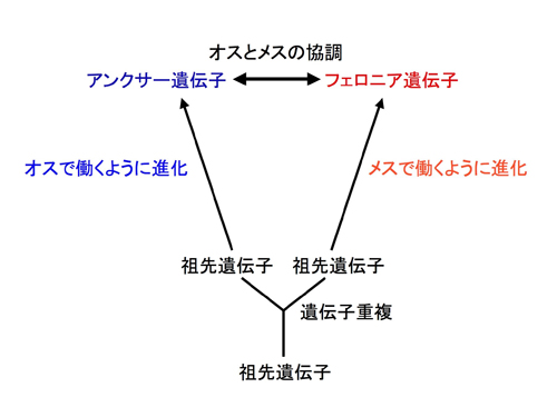 オス側のアンクサー遺伝子とメス側のフェロニア遺伝子の進化