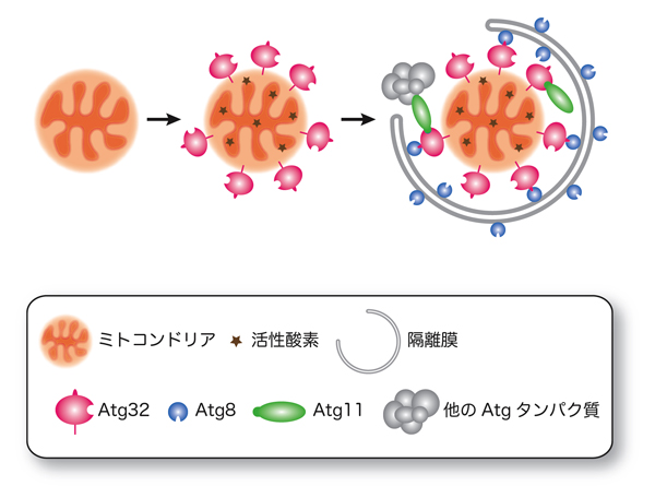 Atg32によるミトコンドリア・オートファジー制御のモデル