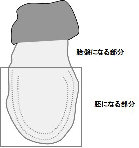 マウスの初期胚の模式図