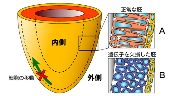 エピブラストの形態異常