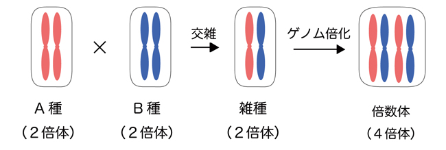 雑種形成と倍数化の過程を示す概念図