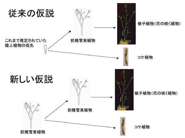 陸上植物の胞子体体制の進化仮説
