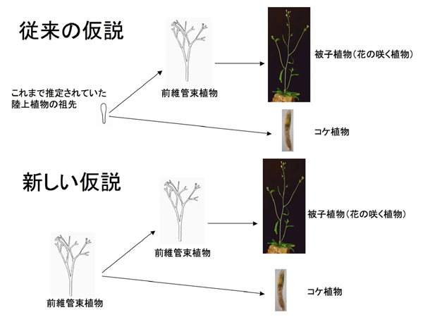 従来の仮説と新しい仮説