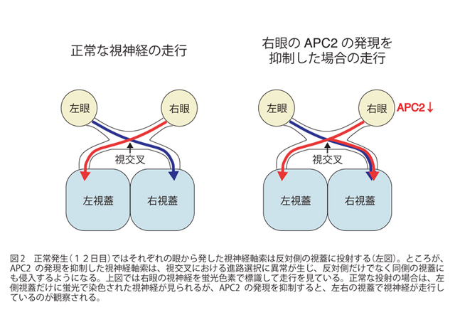 図２