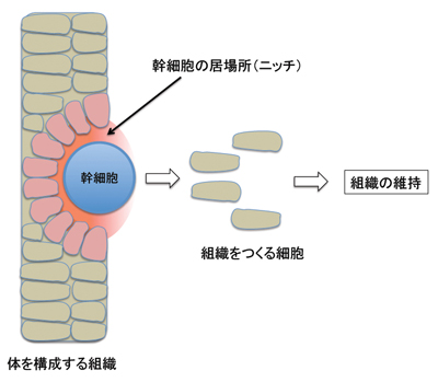 図１