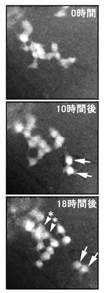 精子 を 作る