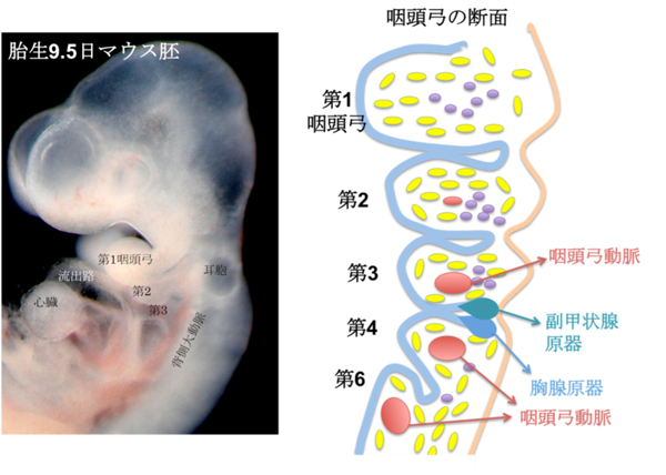 図1