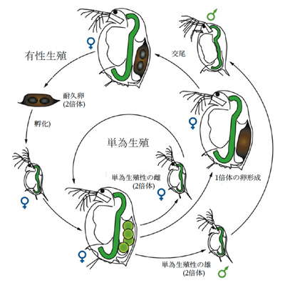 図1