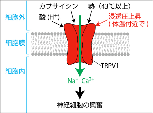 fig1.jpg