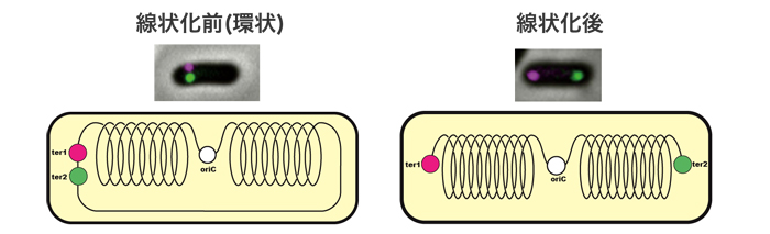 070110-figure1.jpeg