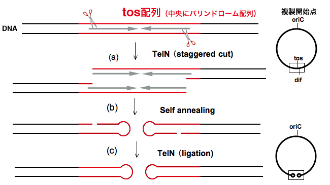 070110-figure2.jpeg