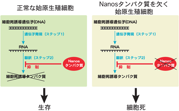 070413-fig3.jpeg