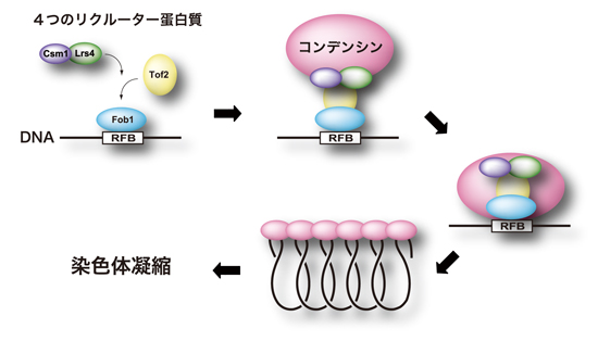 090410fig2.jpg