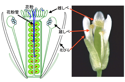 090731fig1.jpg